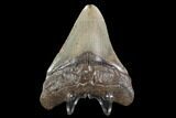 Fossil Megalodon Tooth - North Carolina #92431-2